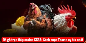 Đá gà trực tiếp casino SC88: Sảnh cược Thomo uy tín nhất